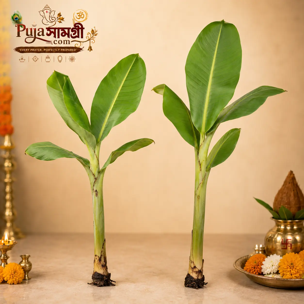 Bana Plant Set of 2 for Puja | Fresh Banana Plants for Hindu Rituals | PujaSamagrii.com